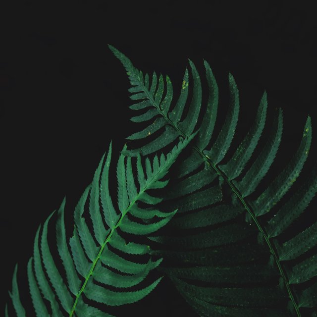 0d40f5f2-bdb3-4a80-b40e-6346166deadf.jpg