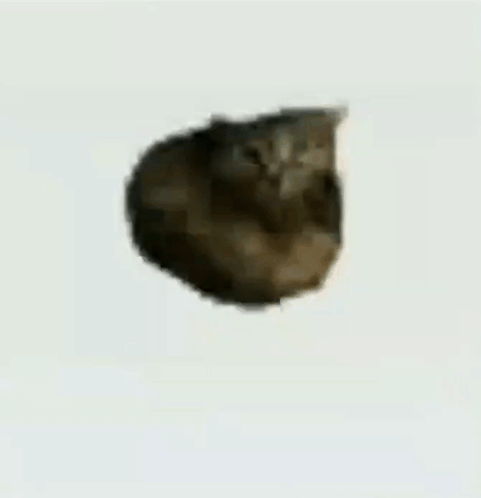 뭉개진 3D 모델로 빙글빙글 회전하는 오이이아 고양이